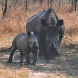 Matopos - Neushoorn en jong